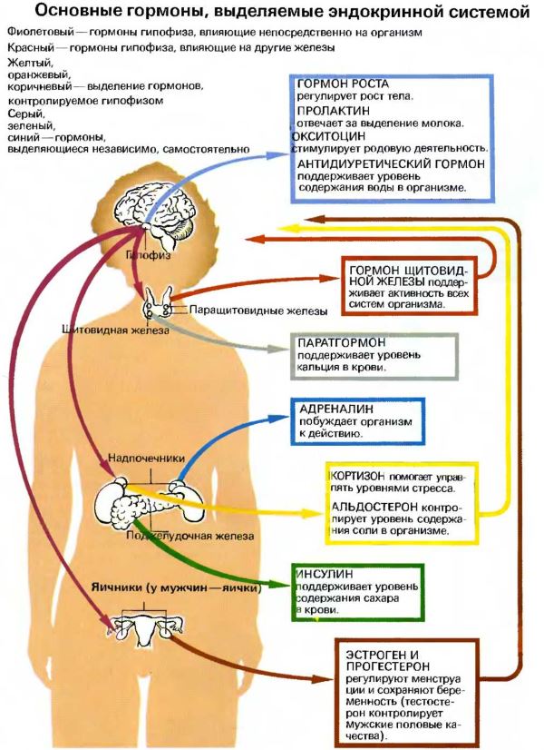 Hormones masculines al cos d’una nena