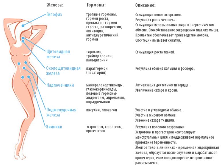 Hormones masculines al cos d’una nena