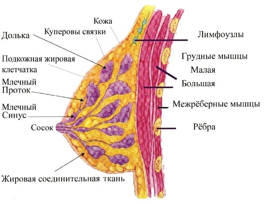 Quant costa la cirurgia d’augment de bust?