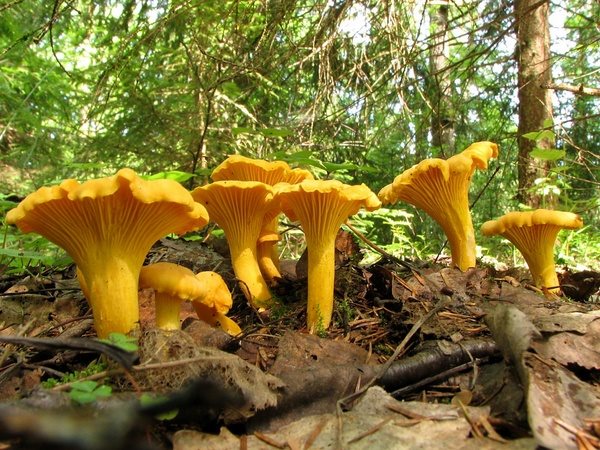 Chanterelles