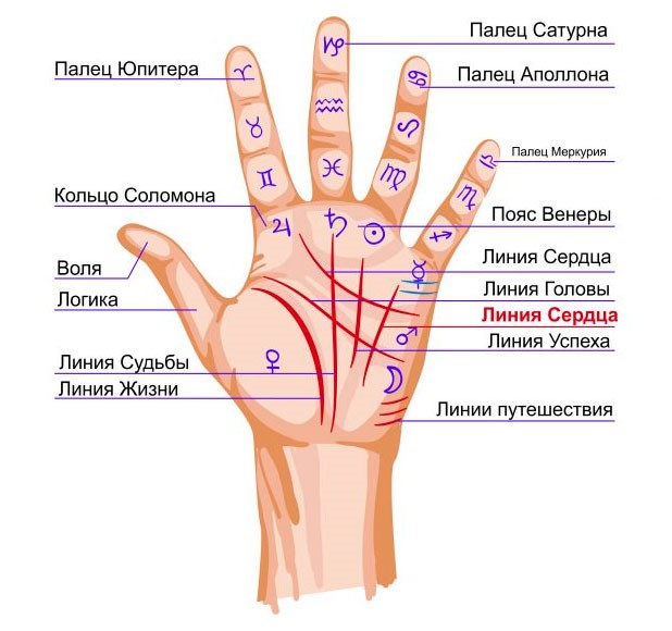 El significat de les línies al palmell de la mà dreta i esquerra per a dones i homes. Quiromàntica en imatges en un idioma accessible amb una foto