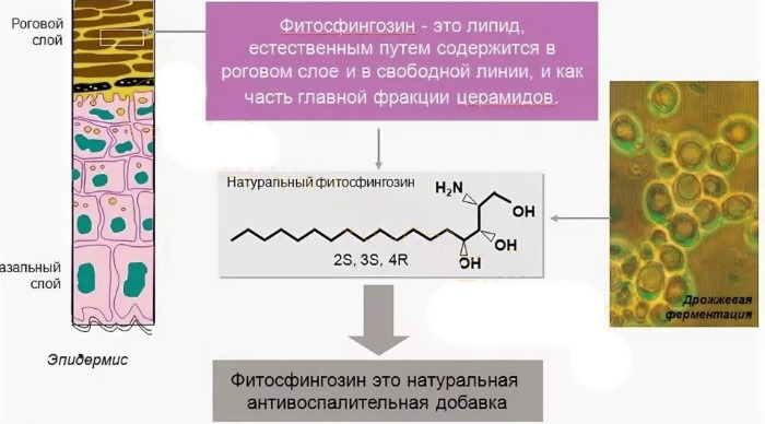 L’alcohol dels cosmètics és perjudicial? Cetearil, benzil, cetil, cetilstearil, desnaturalitzat, etil